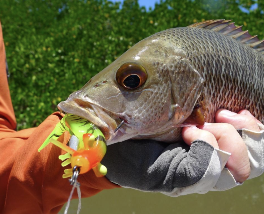 magrove jack caught